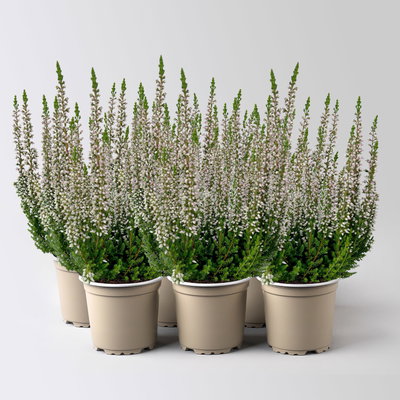 Knospenheide Mini, rosa, Topf-Ø 6 cm, 6 Pflanzen Knospenheide Mini, rosa, Topf-Ø 6 cm, 6 Pflanzen