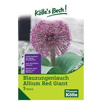 Blauzungenlauch 'Red Giant', lila,  Größe 12/14, 3 Blumenzwiebeln