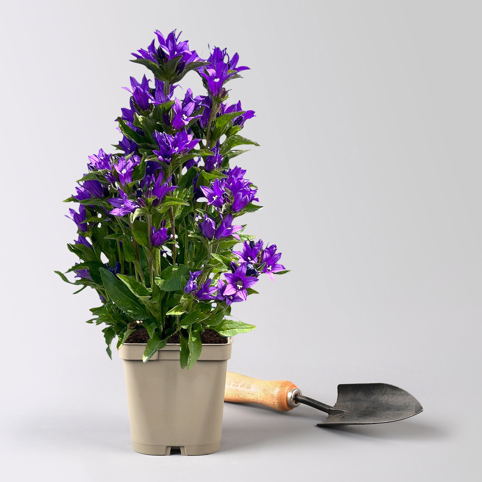 Bio Campanula glomerata 'Acaulis', violett, Topf 11x11 cm, 3 Pflanzen Bio Campanula glomerata 'Acaulis', violett, Topf 11x11 cm, 3 Pflanzen
