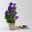 Bio Campanula glomerata 'Acaulis', violett, Topf 11x11 cm, 3 Pflanzen Bio Campanula glomerata 'Acaulis', violett, Topf 11x11 cm, 3 Pflanzen