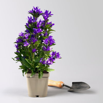 Bio Campanula glomerata 'Acaulis', violett, Topf 11x11 cm, 3 Pflanzen Bio Campanula glomerata 'Acaulis', violett, Topf 11x11 cm, 3 Pflanzen