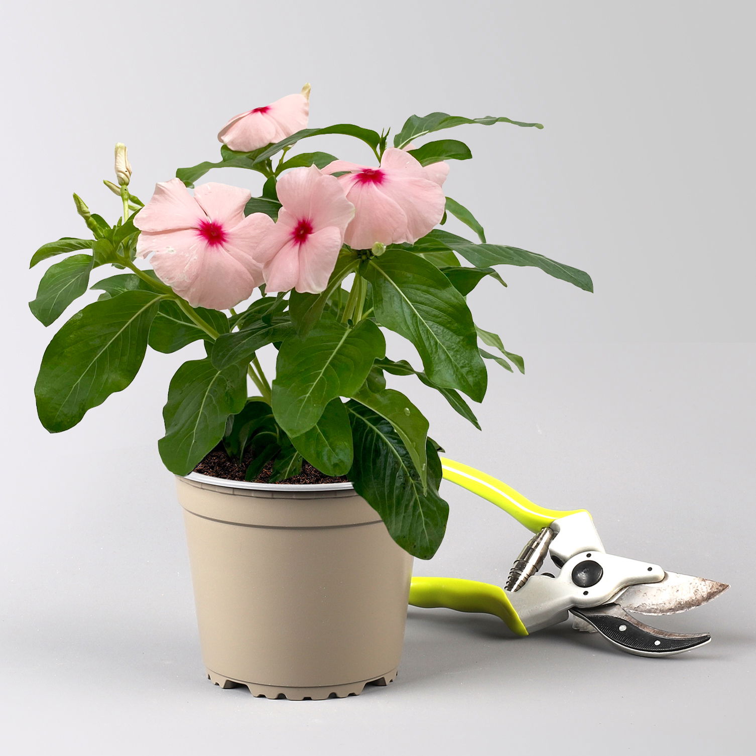 Catharanthus, Farben zufällig, Topf-Ø 13 cm, 6 Pflanzen