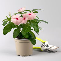 Catharanthus, Farben zufällig, Topf-Ø 13 cm, 6 Pflanzen