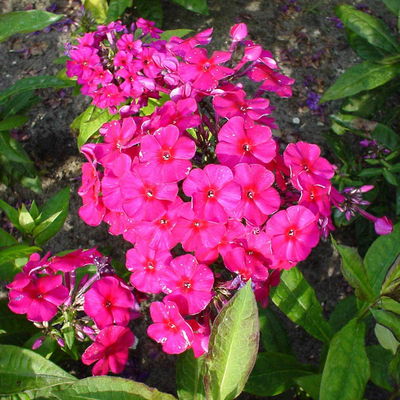 Bio Flammenblume 'Kirchenfürst' purpurrot, Topf 11x11 cm, 3 Pflanzen