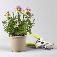 Pflanzenkreation 'Duft', 12 Pflanzen inkl. Erde und Dünger