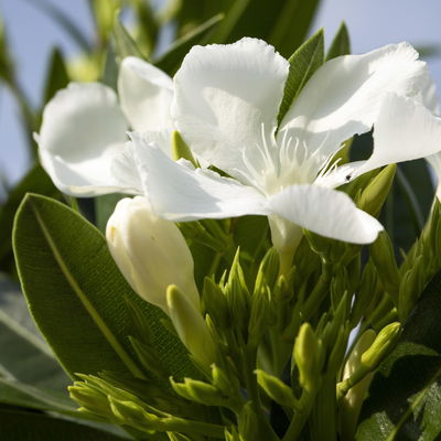 Oleander weiß, Stamm, Topf-Ø 18 cm, Höhe ca. 50
