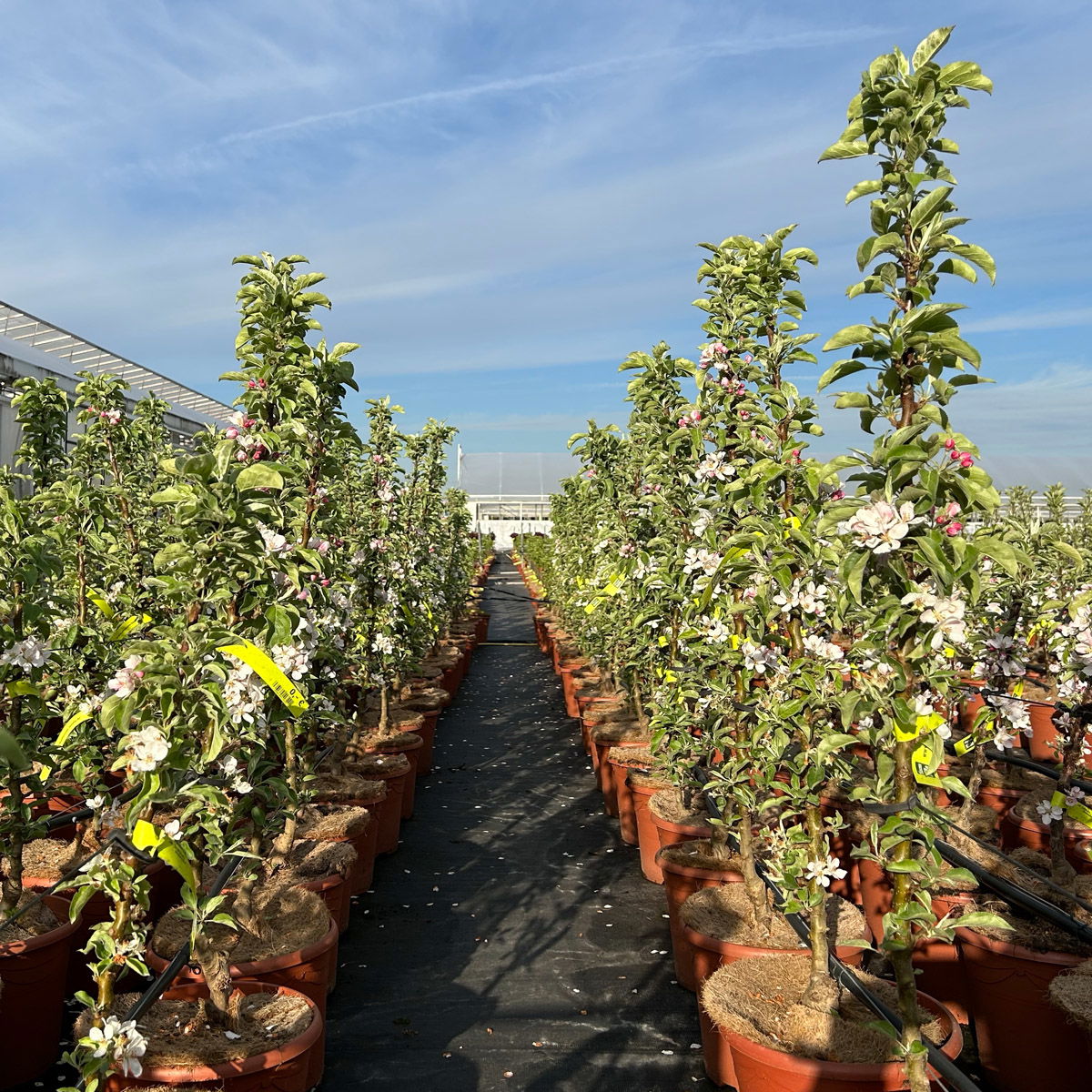 Kölle Bio Säulenapfel 'Greencatsⓢ', Unterlage MM 111, Topf 10 Liter