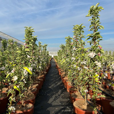 Kölle Bio Säulenapfel 'Greencatsⓢ', Unterlage MM 111, Topf 10 Liter Kölle Bio Säulenapfel 'Greencatsⓢ', Unterlage MM 111, Topf 10 Liter