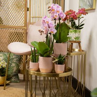 Phalaenopsis, Rosatöne, 2 Rispen, Topf-Ø 9 cm, Höhe ca. 30 cm