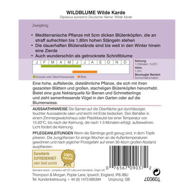 Wildblume Wilde Karde, ideal in Waldrabatten und an schattigen Plätzen