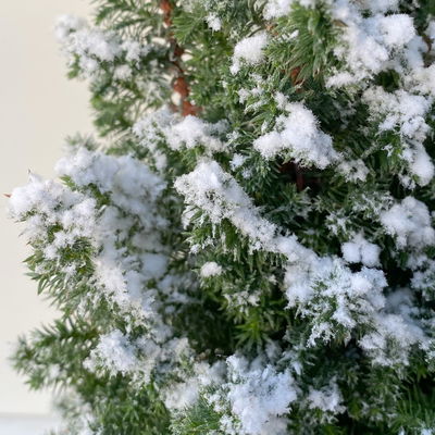 Pflanzenkreation Zauberhafter Winter, 8 Pflanzen + Lichterkette + Erde Pflanzenkreation Zauberhafter Winter, 8 Pflanzen + Lichterkette + Erde