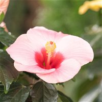 Hibiskus, rosa, Topf-Ø 13 cm, Höhe ca. 35 cm, 2er-Set