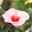 Hibiskus, rosa, Topf-Ø 13 cm, Höhe ca. 35 cm, 2er-Set