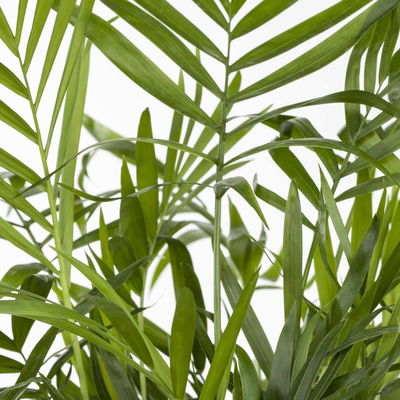 Bergpalme, Topf-Ø 19 cm, Höhe ca. 65 cm