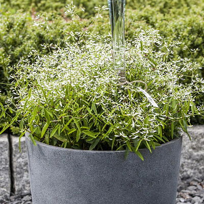 Zauberglöckchen & Schneewolke lila/weiß, Topf-Ø 13 cm, 6 Pflanzen