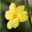 Echter Winterjasmin, 2er Set, Jasminum nudiflorum, gelb, im 15 cm Topf