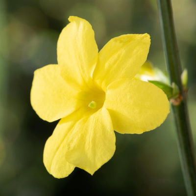 Echter Winterjasmin, 2er Set, Jasminum nudiflorum, gelb, im 15 cm Topf Echter Winterjasmin, 2er Set, Jasminum nudiflorum, gelb, im 15 cm Topf