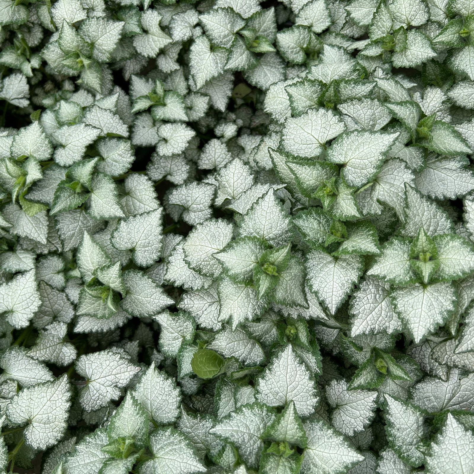 Gefleckte Silber-Taubnessel 'Pink Chablis' Topf-Ø 13 cm, 6 Pflanzen