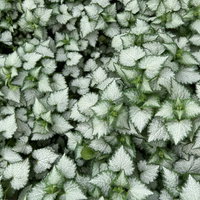 Gefleckte Silber-Taubnessel 'Pink Chablis' Topf-Ø 13 cm, 6 Pflanzen