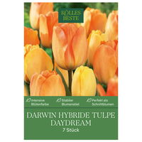 Darwin Hybride Tulpen 'Daydream', gelb, 7 Blumenzwiebeln