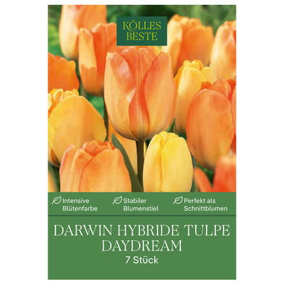 Darwin Hybride Tulpen 'Daydream', gelb, 7 Blumenzwiebeln