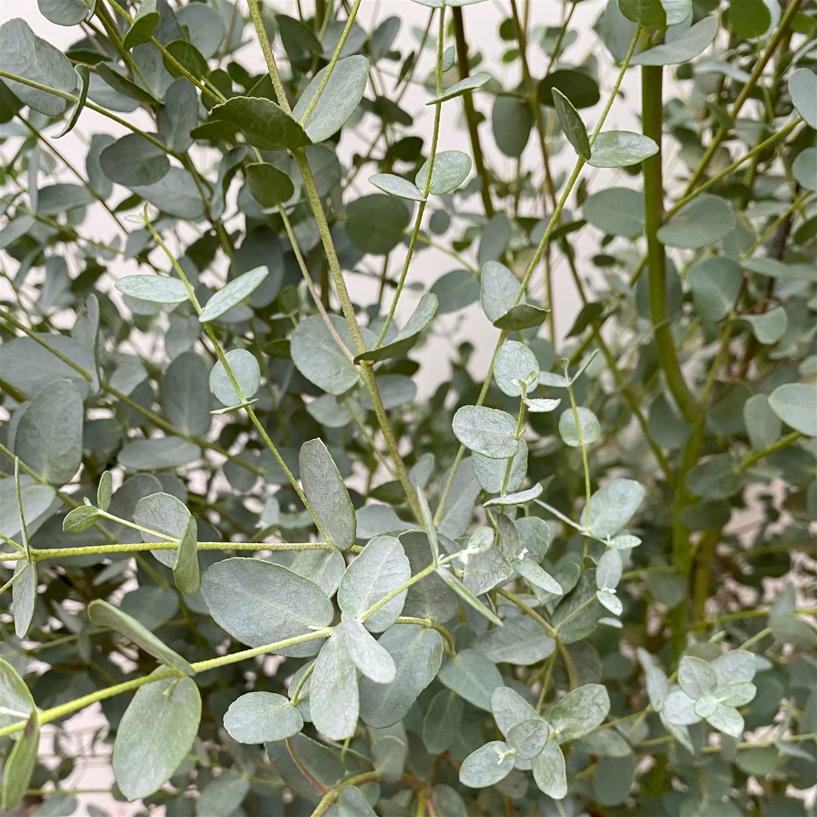 Eukalyptus, Busch, Topf-Ø 30 cm, Höhe ca. 80 cm