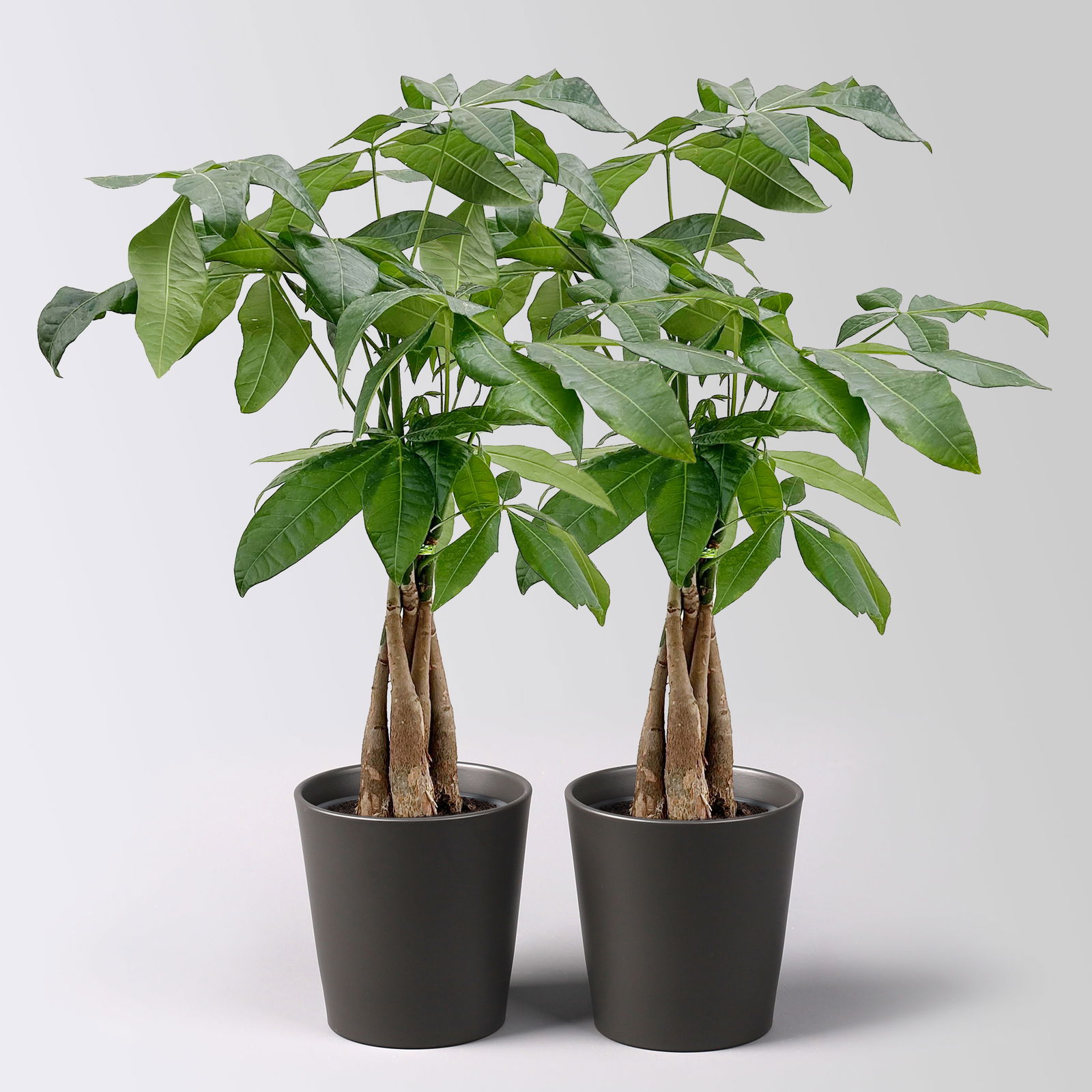 Glückskastanie, Topf-Ø 12 cm, inkl. Übertopf Dallas anthrazit, 2 Pflanzen