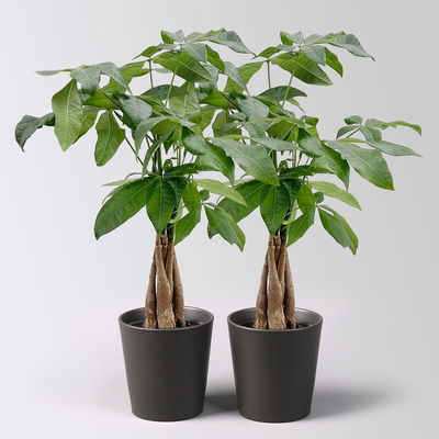 Glückskastanie, Topf-Ø 12 cm, inkl. Übertopf Dallas anthrazit, 2 Pflanzen