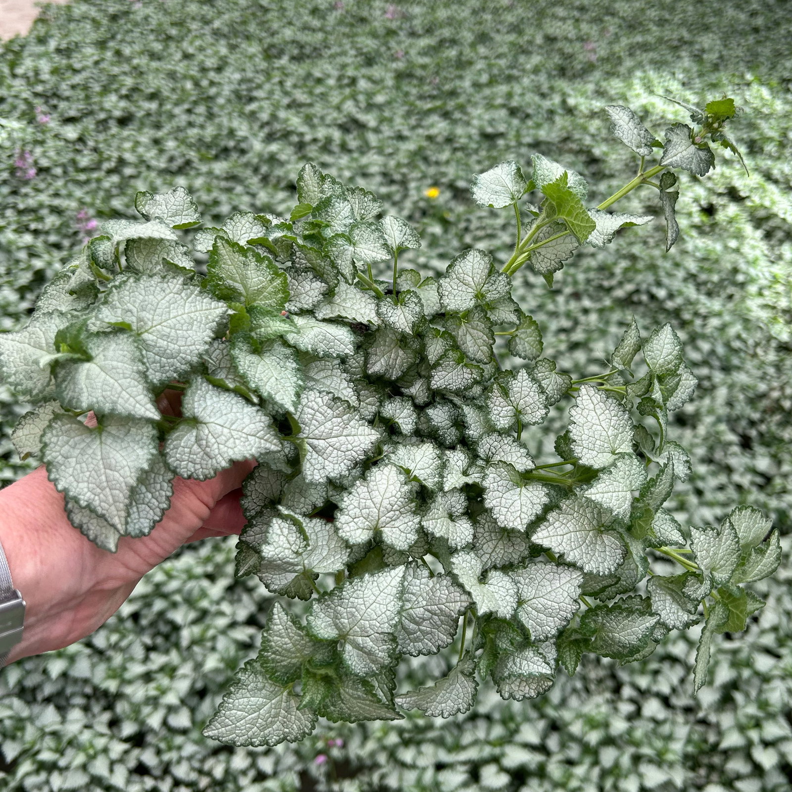 Gefleckte Silber-Taubnessel 'Pink Chablis' Topf-Ø 13 cm, 6 Pflanzen