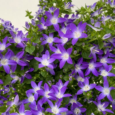 Hängepolster-Glockenblume 'Adansa® Purple' blau-weiß, Topf-Ø 15 cm, 3er-Set Hängepolster-Glockenblume 'Adansa® Purple' blau-weiß, Topf-Ø 15 cm, 3er-Set