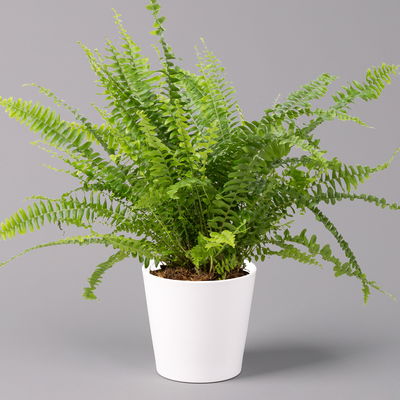 Schwertfarn 'Green Lady' in Keramiktopf weiß, Topf-Ø12cm, Höhe ca 35 cm, 3er-Set