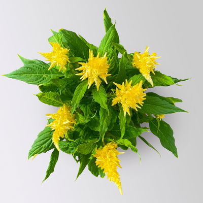 Celosia 'Kelos Fire Yellow' gelb, Topf-Ø 12 cm, 6 Stück Celosia 'Kelos Fire Yellow' gelb, Topf-Ø 12 cm, 6 Stück