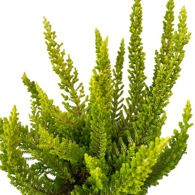 Besenheide SKYLINE®, Mischung zufällig, Topf-Ø 6,5 cm, 12 Pflanzen Besenheide SKYLINE®, Mischung zufällig, Topf-Ø 6,5 cm, 12 Pflanzen