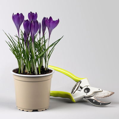 Wild Krokus 'Ruby Giant' blau-lila, vorgetrieben Topf-Ø 10,5 cm, 6 Pflanzen