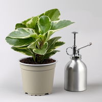 Peperomia obtusifolia 'Variegata', Topf-Ø 12 cm, 2 Pflanzen