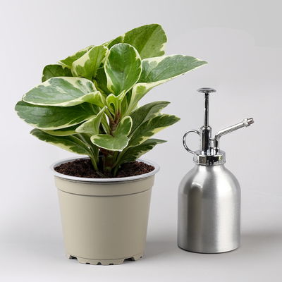 Peperomia obtusifolia 'Variegata', Topf-Ø 12 cm, 2 Pflanzen