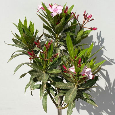 Oleander, Farbe zufällig, Stamm, Topf-Ø 18 cm, Höhe ca. 70