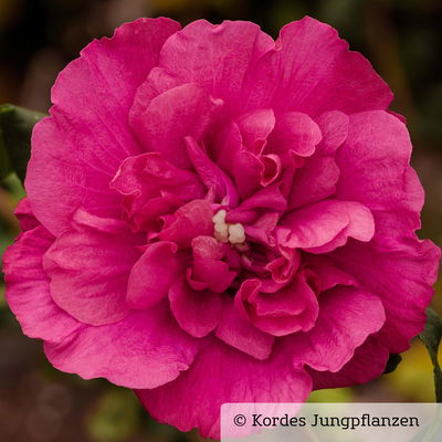 Garten-Hibiskus 'Magenta Chiffon®', magenta, 40-60 cm hoch, Topf 5 l Garten-Hibiskus 'Magenta Chiffon®', magenta, 40-60 cm hoch, Topf 5 l