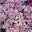 Phlox subulata 'Candy Stripes' rosa-weiß, Topf-Ø 12 cm, 3er-Set