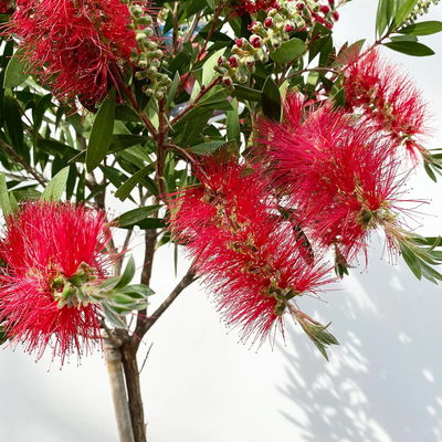 Zylinderputzer rot, Stamm, Topf-Ø 24 cm, Höhe ca. 100 cm Zylinderputzer rot, Stamm, Topf-Ø 24 cm, Höhe ca. 100 cm