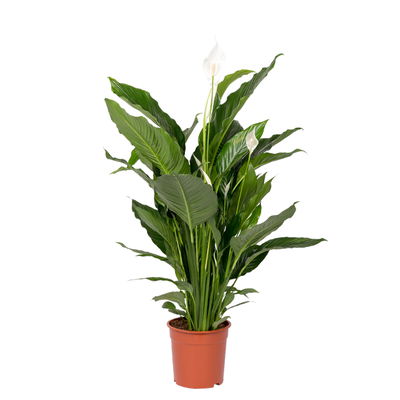 Einblatt 'Sweet Sebastiano', Topf-Ø 24 cm, Höhe ca. 120 cm Einblatt 'Sweet Sebastiano', Topf-Ø 24 cm, Höhe ca. 120 cm