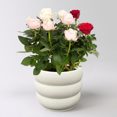 'Danke Mama' Rose 'Trio' im Keramikübertopf Byron