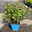 Rote Japanspiere 'Double Play® Red', Spiraea japonica, rot, im Topf 5 Liter