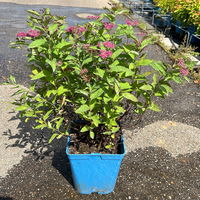 Rote Japanspiere 'Double Play® Red', Spiraea japonica, rot, im Topf 5 Liter