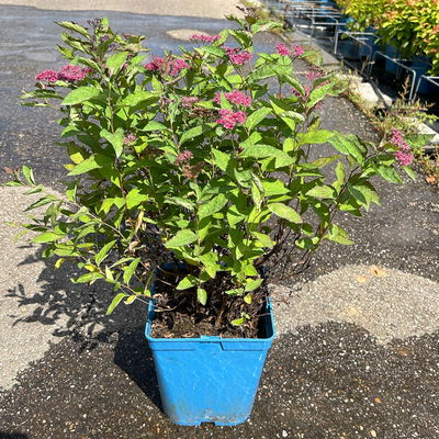 Rote Japanspiere 'Double Play® Red', Spiraea japonica, rot, im Topf 5 Liter