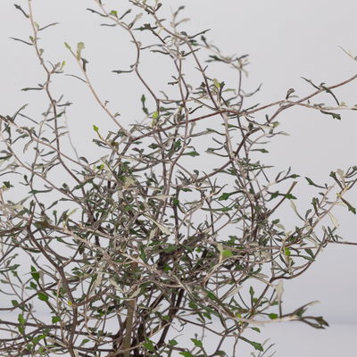 Zickzackstrauch, Topf-Ø 11 cm, Höhe ca. 20 cm, 3er-Set Zickzackstrauch, Topf-Ø 11 cm, Höhe ca. 20 cm, 3er-Set