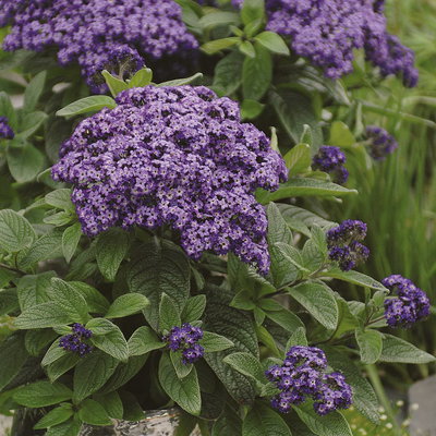 Pflanzenkreation 'Duft', 12 Pflanzen inkl. Erde und Dünger