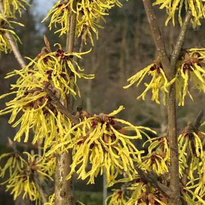 Hamamelis x intermedia 'Arnold Promise', Höhe 60-80 cm, Topf 7,5 Liter Hamamelis x intermedia 'Arnold Promise', Höhe 60-80 cm, Topf 7,5 Liter