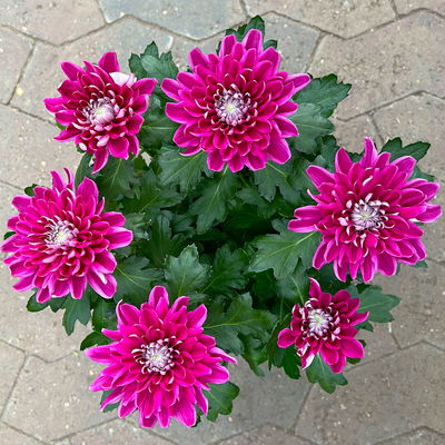 Chrysantheme 'Chrysanne® Zembla', lila, großblumig, Topf-Ø 17cm, 2 Pflanzen