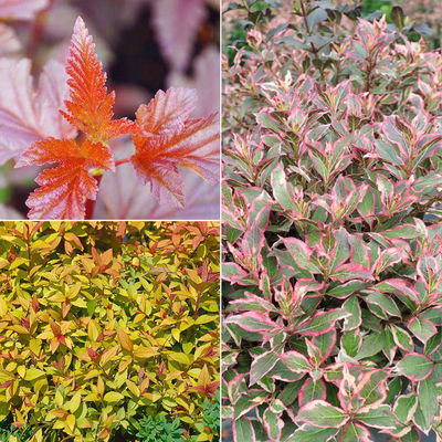 Gehölz-Set buntlaubig, 3er-Set, Topf 3+4,6 Liter Gehölz-Set buntlaubig, 3er-Set, Topf 3+4,6 Liter